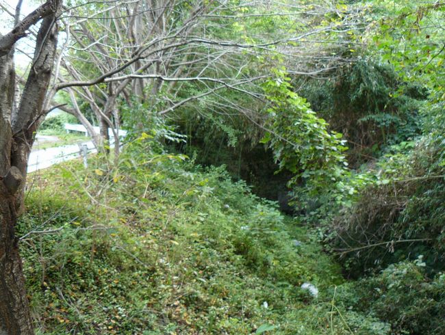 �v���w��