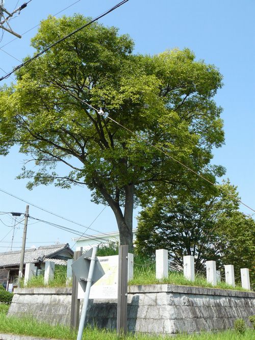 �a�c�ꗢ��