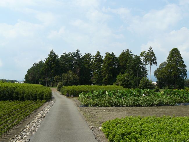 �ɐ����{������